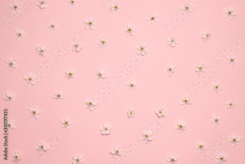 Framework from spring cherry blossoms on pastel pink background. Flat lay. Copy space. Top view