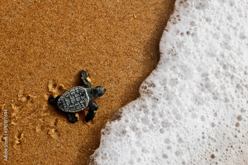 Hatchling newborn loggerhead sea turtle (caretta caretta) crawling on the sand to the sea after leaving the nest at the beach on Bahia coast, Brazil, with foamy wave, top view