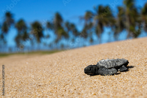 Fototapeta Hatchling loggerhead sea turtle (caretta caretta) crawling on the sand to the se