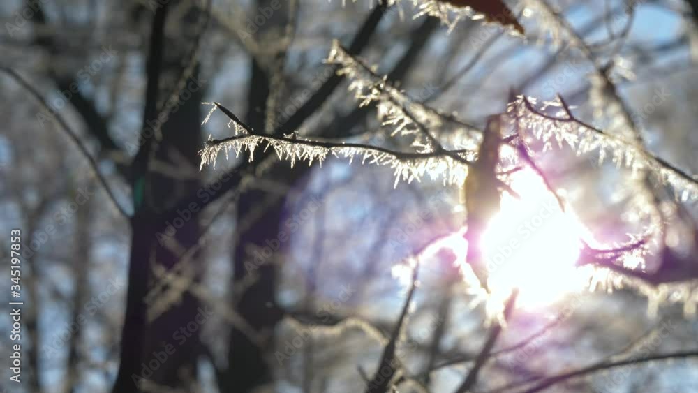 Frozen tree branch in winter forest. Frost needles icicles on the branches of tree in the sunlight covered with frost. Macro Ice crystal patterns on the branch. Beautiful macro frozen world patterns Frozen tree branch in winter forest. Frost needles icicles on the branches of tree in the sunlight covered with frost. Macro Ice crystal patterns on the branch. Beautiful macro frozen world patterns