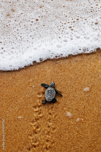Hatchling newborn loggerhead sea turtle (caretta caretta) crawling on the sand to the sea after leaving the nest at the beach on Bahia coast, Brazil, with foamy wave, top view