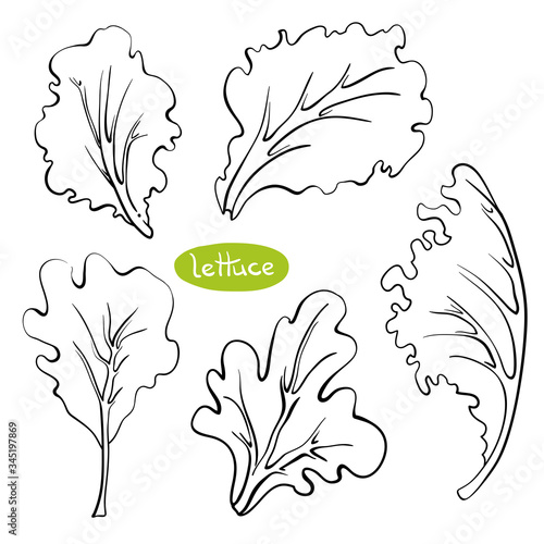 Lettuce leaves. Hand drawn black line sketch of herbs and salad greens isolated on white background/ Vector illustration