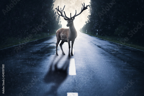 Großer Hirsch steht auf einer dunklen nassen Straße. Im Hintergrund Vollmond und Wald © ohenze