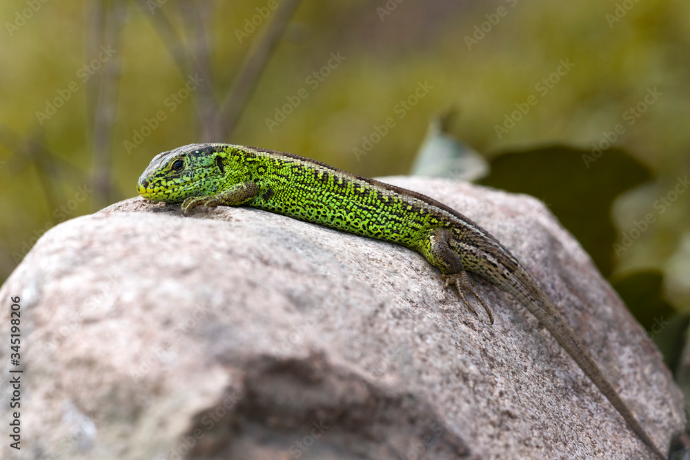 Fototapeta premium Zauneidechse