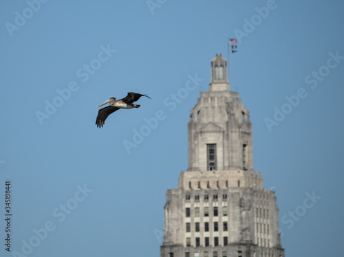 Brown pelican in flight with the Louisiana State Capitol in the background, as seen from Port Allen, Louisiana, USA.