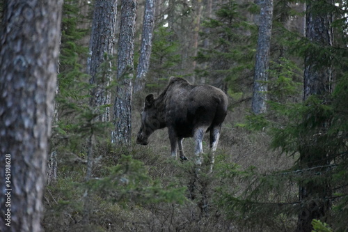 Moose eating in forest late evening, Varmland, Sweden.
