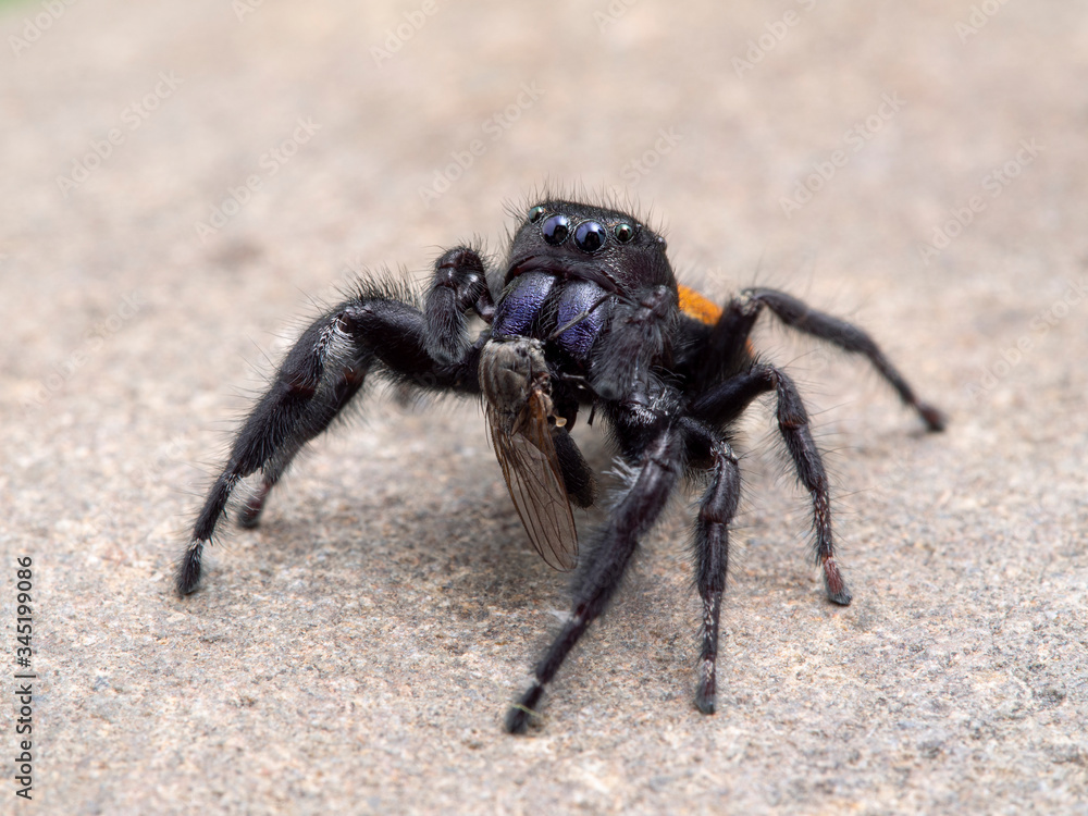 P1010015 male Johnson's jumping spider, Phiddipus johnsoni, feeding on a fly, on stone cECP 2020 P1010015 male Johnson's jumping spider, Phiddipus johnsoni, feeding on a fly, on stone cECP 2020