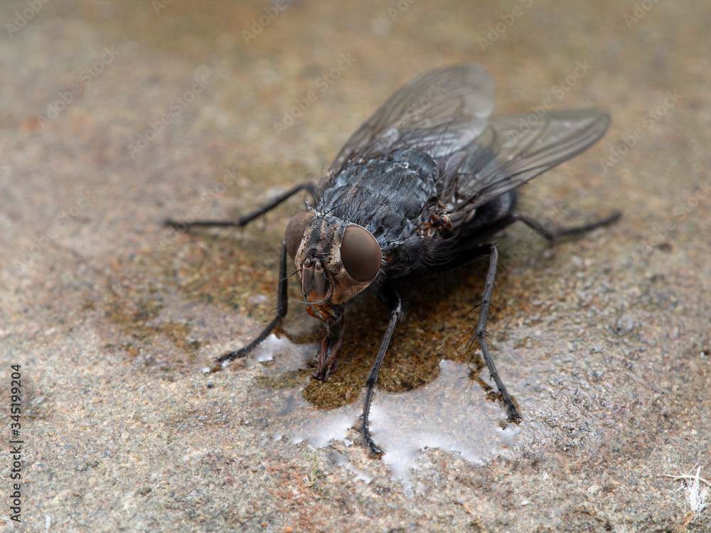 P1010122 blowfly, Calliphora vicina, drinking water on a wet stone cECP 2020 P1010122 blowfly, Calliphora vicina, drinking water on a wet stone cECP 2020