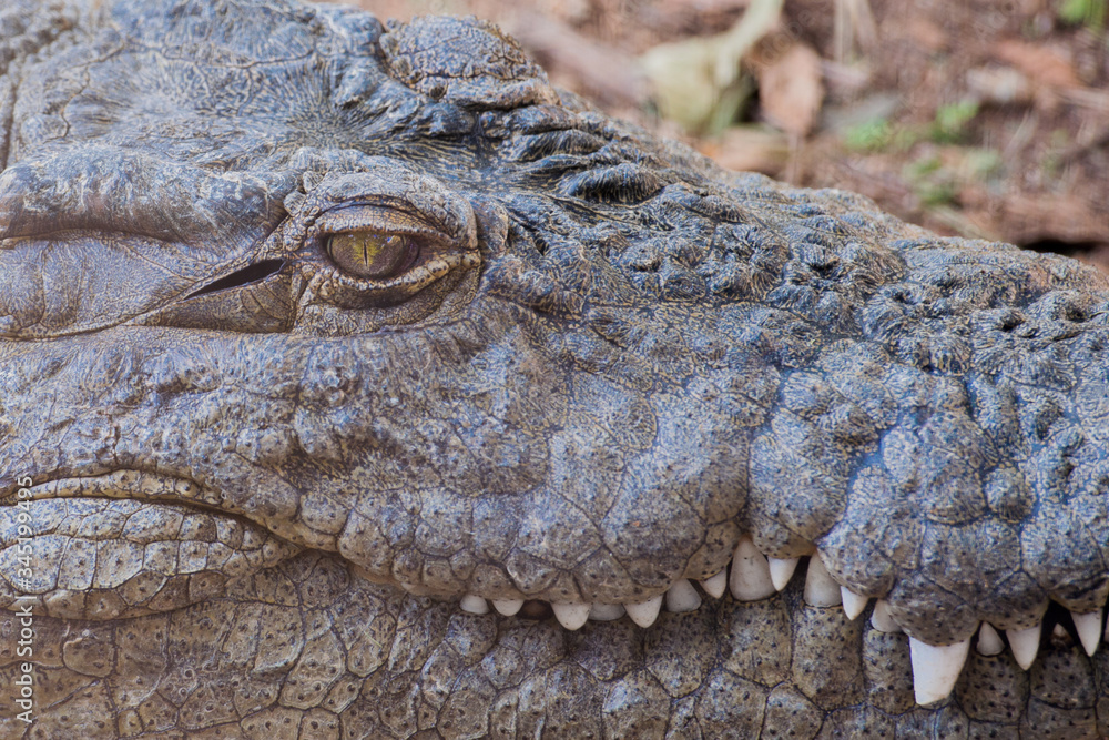 Fototapeta premium A crocodile's eye is taken close up