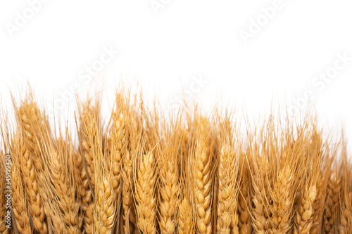 Ears of barley on white background with copy space.