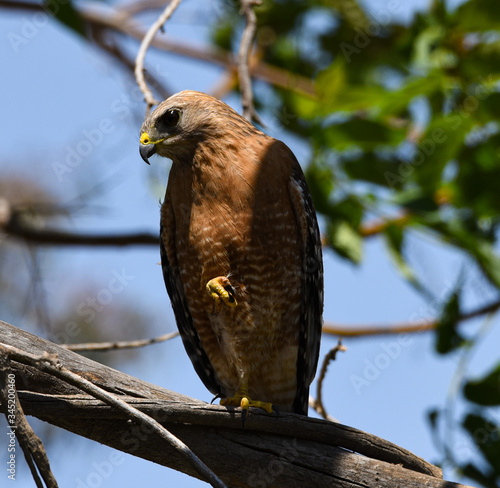Red Shoulder Hawk looking for prey