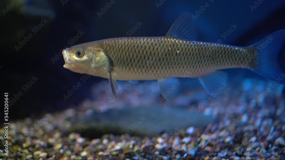 Small silver fish swimming in an aquarium, medium plan Small silver fish swimming in an aquarium, medium plan