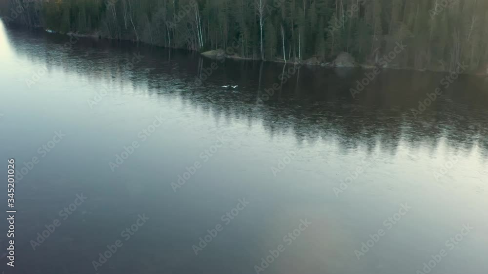 Two white swans flying on the top of the lake in Finland.aerial shot Two white swans flying on the top of the lake in Finland.aerial shot