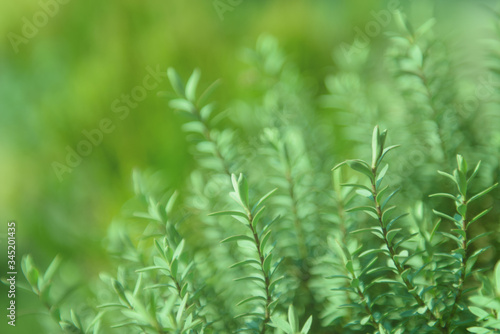 abstract, backdrop, background, banner, beautiful, beauty, blur, blurred, blurry, botanical, botany, bright, closeup, concept, copy space, day, defocused, design, ecology, effect, environment, flora, 