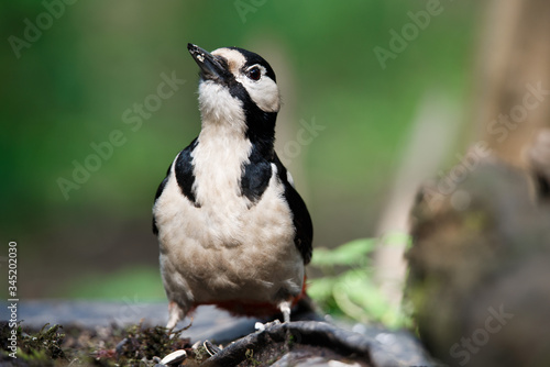 A large spotted woodpecker sat on an old branch in the moss