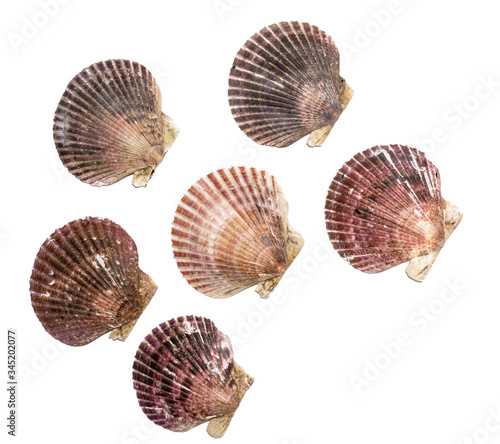 Many different real scallop shells isolated on white background. Seafood and shellfish decoration and pattern elements.
