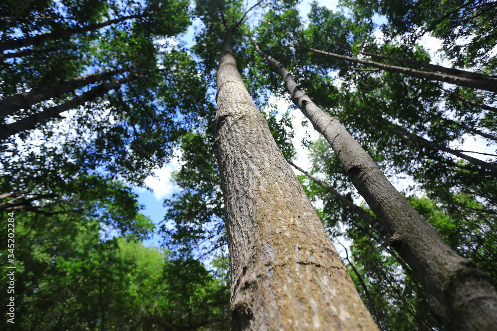 Fototapeta premium Close up red mangrove trunk in mangrove forest at Pranburi Forest Park, Prachuap Khiri Khan, Thailand 