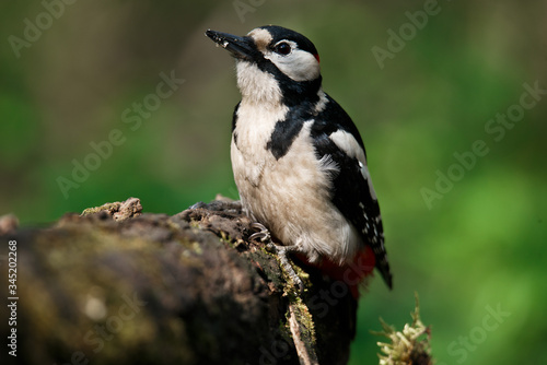 A large spotted woodpecker sat on an old branch in the moss