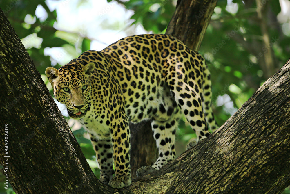 Obraz premium Poses of the leopard resting on a tree in Huai Kha Khaeng Wildlife Sanctuary, Uthai Thani Province, Thailand 