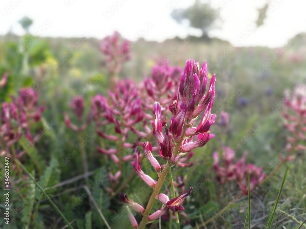 Obraz premium pink white flowers in the field