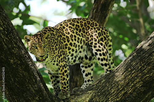 Photography Poses of the leopard resting on a tree in Huai Kha Khaeng Wildlife Sanctuary, Ut