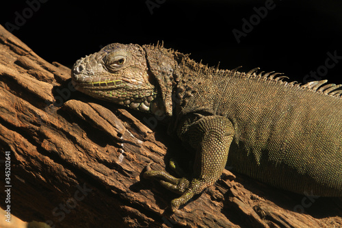 Close up head short of Iguanas in nature background 