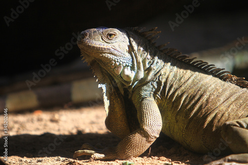 Close up head short of Iguanas in nature background 