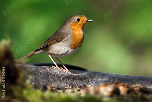 portrait of a Robin bird on branch