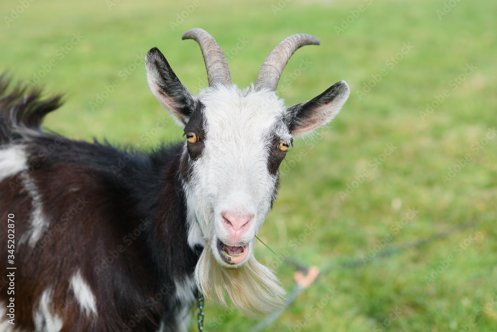 Funny joyful goat grazing on a green grassy lawn. Close up portrait of a funny goat. Farm Animal. The goat is looking at the camera. Funny joyful goat grazing on a green grassy lawn. Close up portrait of a funny goat. Farm Animal. The goat is looking at the camera.