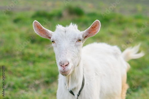 funny joyful goat grazing on a green grassy lawn. Close up portrait of a funny goat. Farm Animal. A white goat is looking at the camera with great interest.