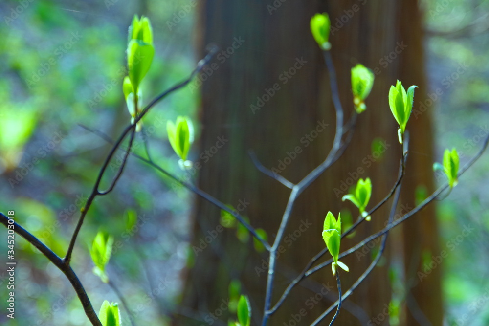 木の芽生え Stock 写真 | Adobe Stock
