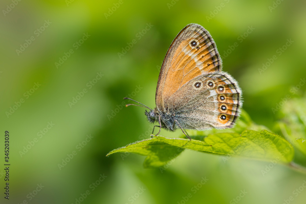 Obraz premium 봄처녀나비