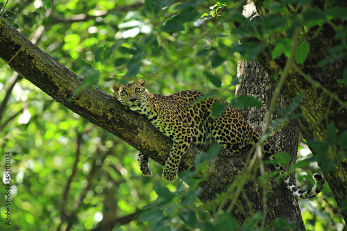 Poses of the leopard resting on a tree in Huai Kha Khaeng Wildlife Sanctuary, Uthai Thani Province, Thailand 