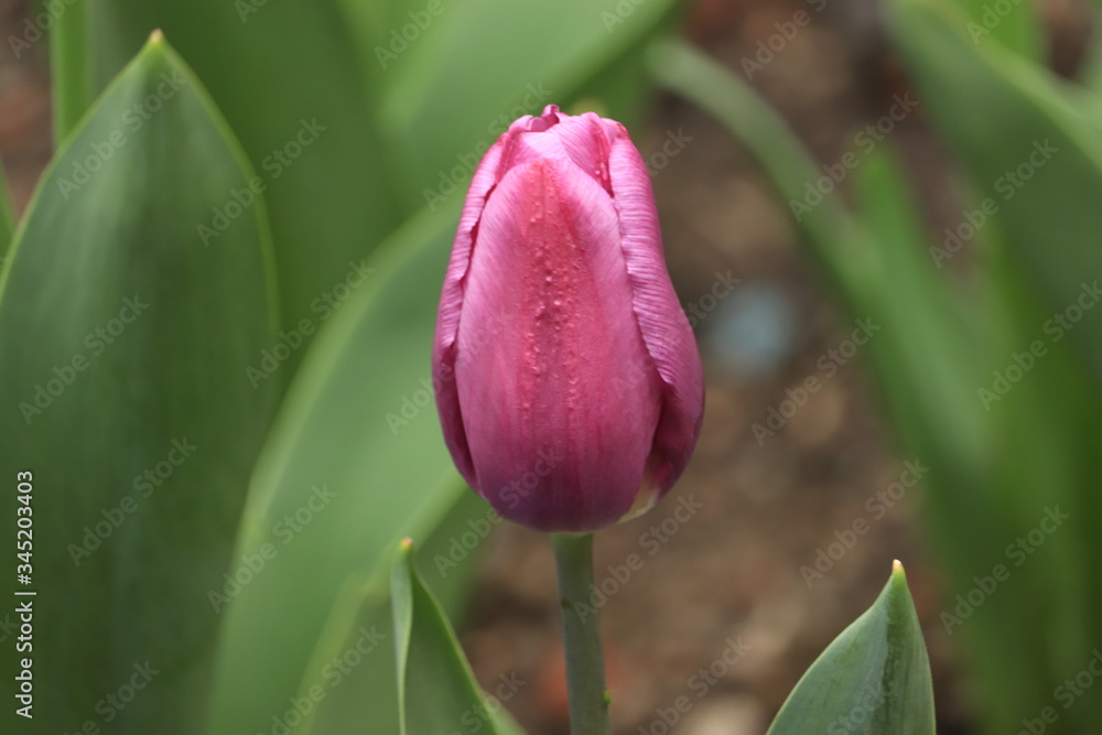 fioletowy  tulipan  jedyny  w  ogrodzie