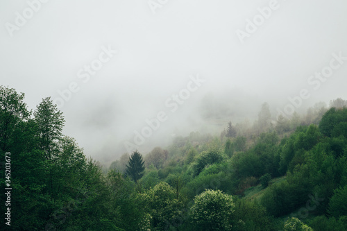 Forest covered with a fog early in the morning. Beautiful nature mountain scenery. Carpathian Mountains, Ukraine, Europe