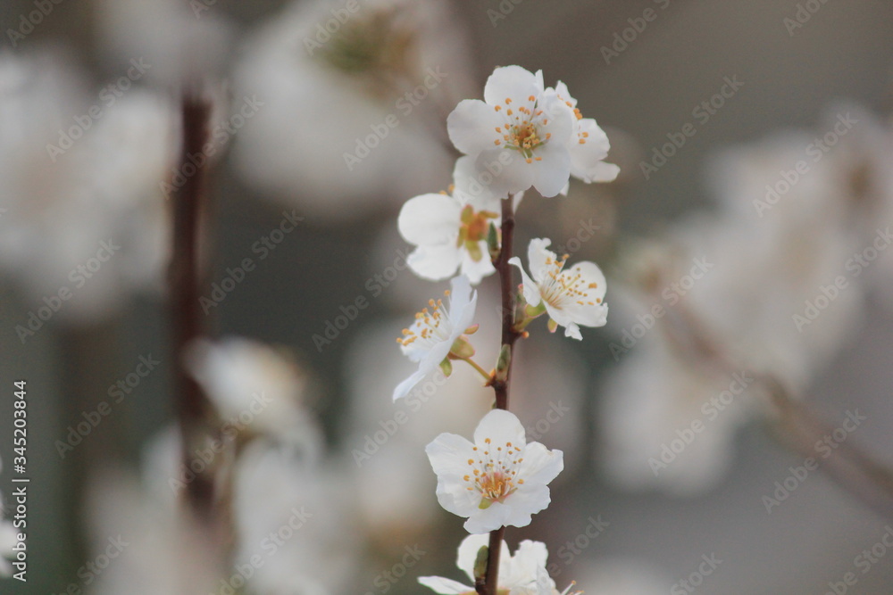 White Flowers Blooming