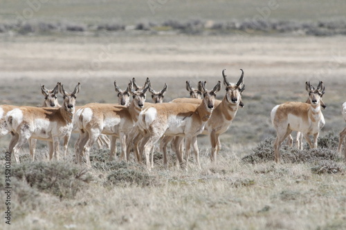 Pronghorn Antelope, Antilocapra americana, herd in the Red Desert of Wyoming