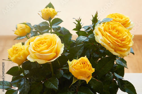 Homemade yellow rose. Domestic perennial flower. Spraying water. Plant care.