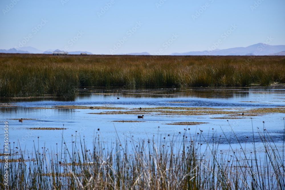 reeds in the water reeds in the water
