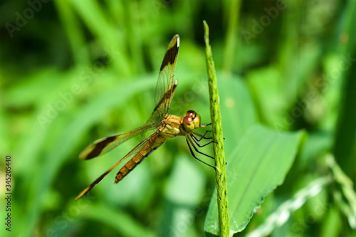 Dragonfly on a plant © Kazumi