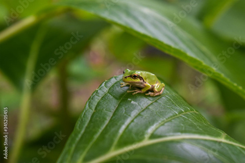Tree frog on a leaf © Kazumi
