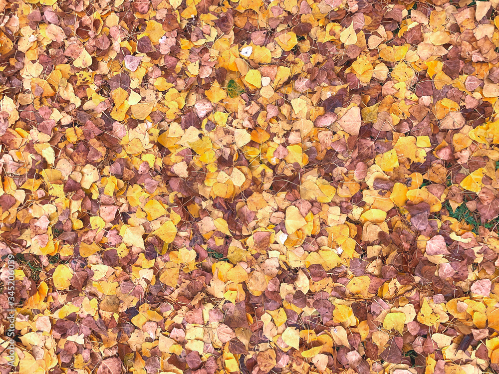 Yellow leaves texture background in a sunny fall day. Yellow leaves texture background in a sunny fall day.