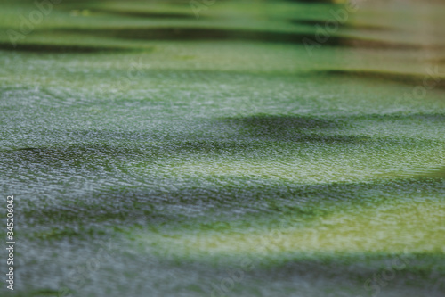 Close Up, Looking Into a swamp. nature background. beautiful nature. calm nature scene. green nature. water river background.