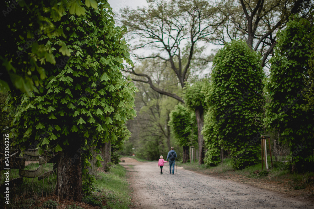 dad and daughter are walking along a beautiful alley with old tall chestnut trees. spring nature