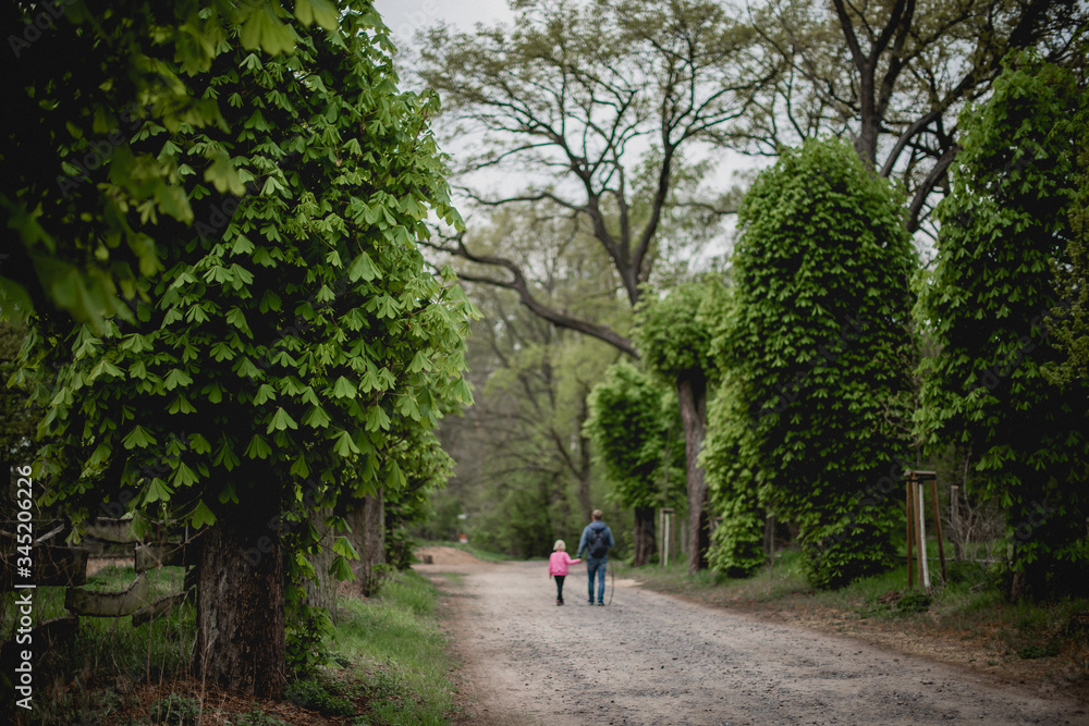 dad and daughter are walking along a beautiful alley with old tall chestnut trees. spring nature dad and daughter are walking along a beautiful alley with old tall chestnut trees. spring nature