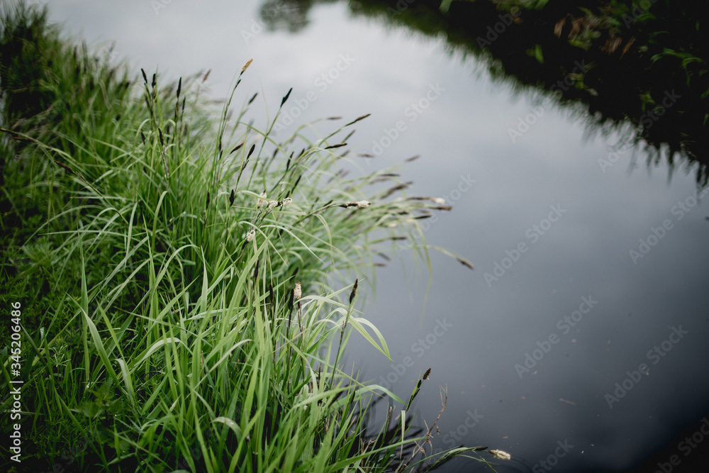 A view of the water through the grass A view of the water through the grass