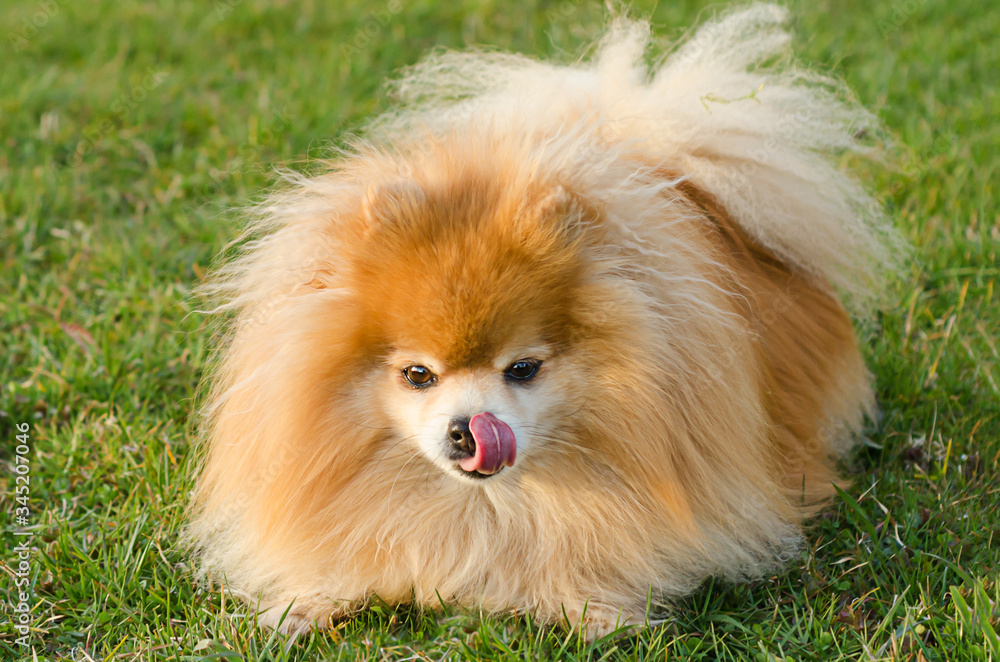 thoroughbred fluffy red Pomeranian spitz licks nose with tongue. dog face close up. German Spitz executes the “lay” command and gets a treat. animal training