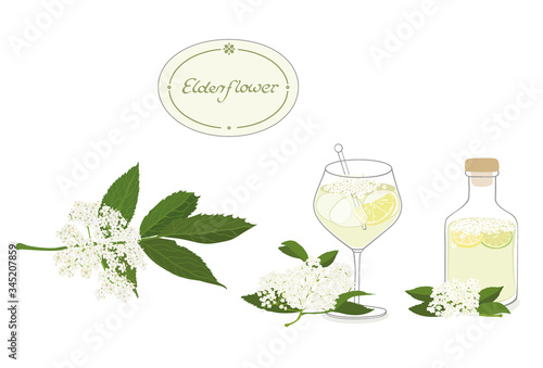 Elderflower illustration set- isolated, editable vector graphic