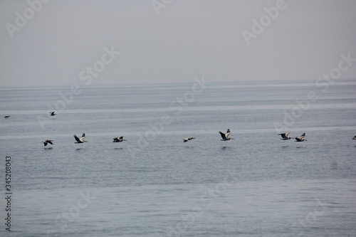 Pelican