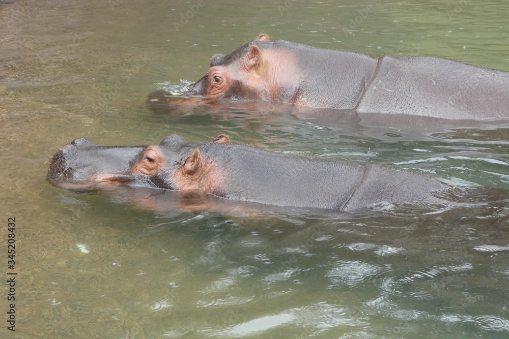Fototapeta premium two hippopotamus in water